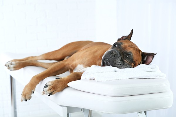 Dog on a massage table by Shutterstock.