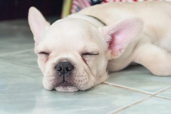 French Bulldog by Shutterstock. 