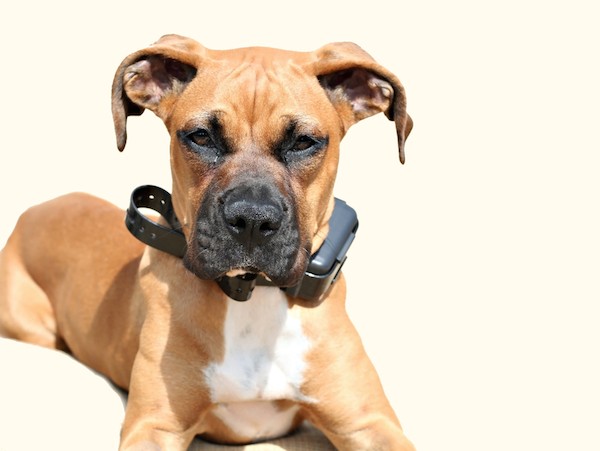 Boxer wearing a shock collar by Shutterstock.
