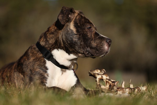 Amstaff puppy chewing on a bone by Shutterstock.