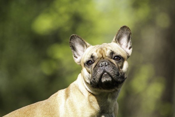French Bulldog by Shutterstock.