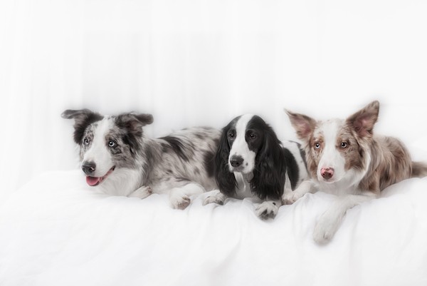 Three dogs by Shutterstock.