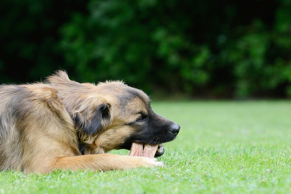Dog chewing on bone by Shutterstock.