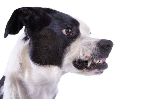 Dog ready to bite by Shutterstock.