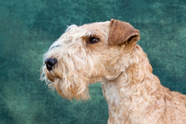 lakeland terrier dog breed