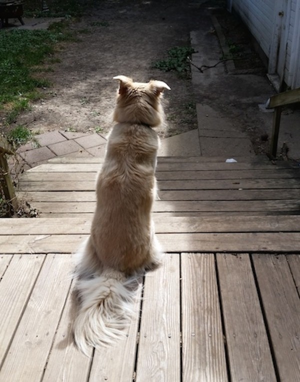 Dr. Hekman's 6-year-old mixed breed Jenny on the lookout for squirrels. (Photo courtesy Dr. Jessica Hekman)