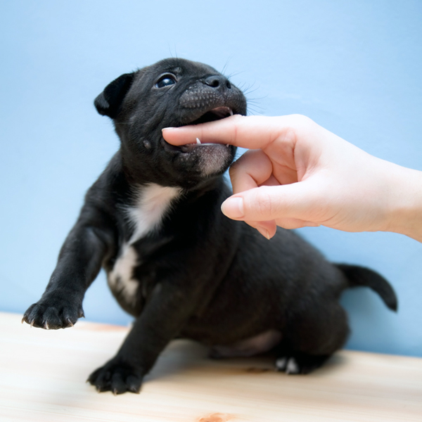 STAFFORDSHIRE BULL TERRIER puppy (2 weeks) bites human finger