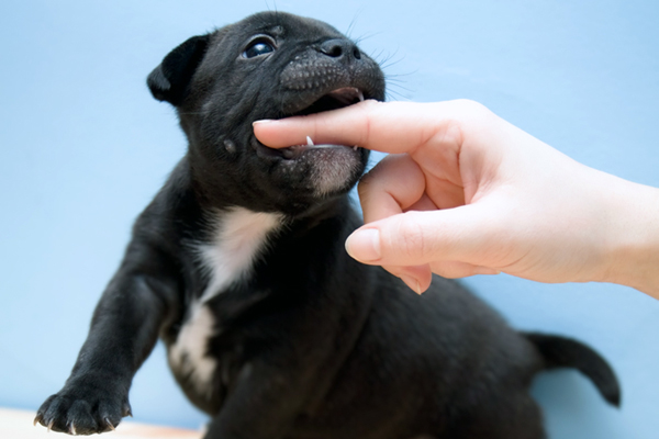 puppies dogster