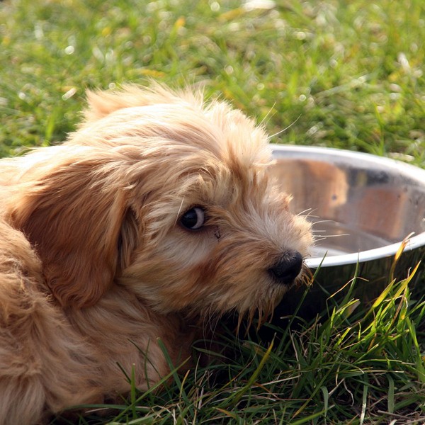 A dog outside sitting near his bowl.