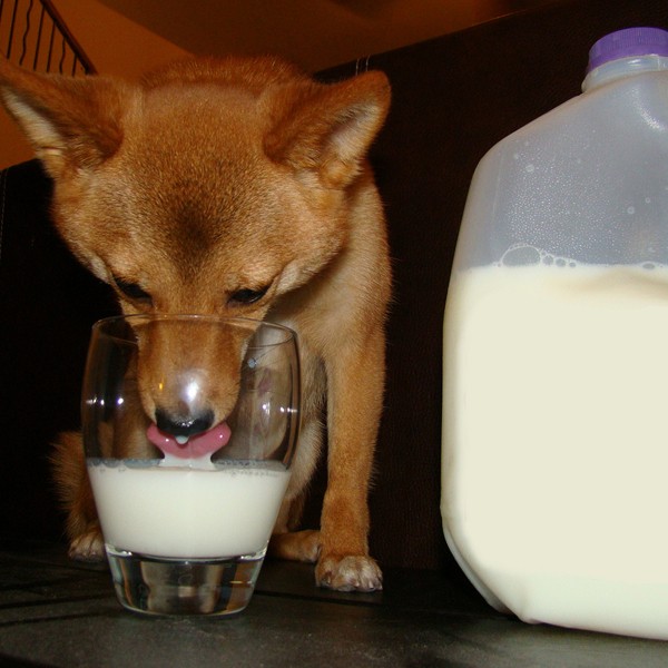 what type of water alternatives can dogs have