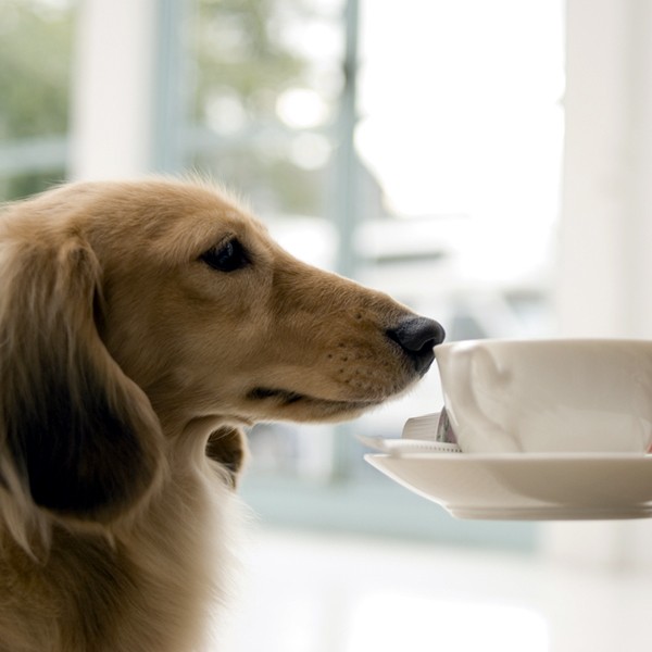what type of water alternatives can dogs have