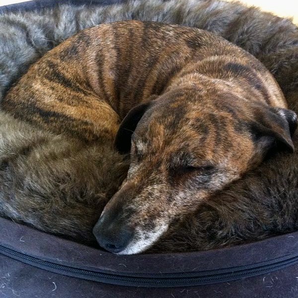 A dog asleep in a bed. 