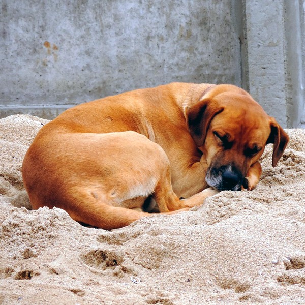 A dog asleep and looking comfortable.