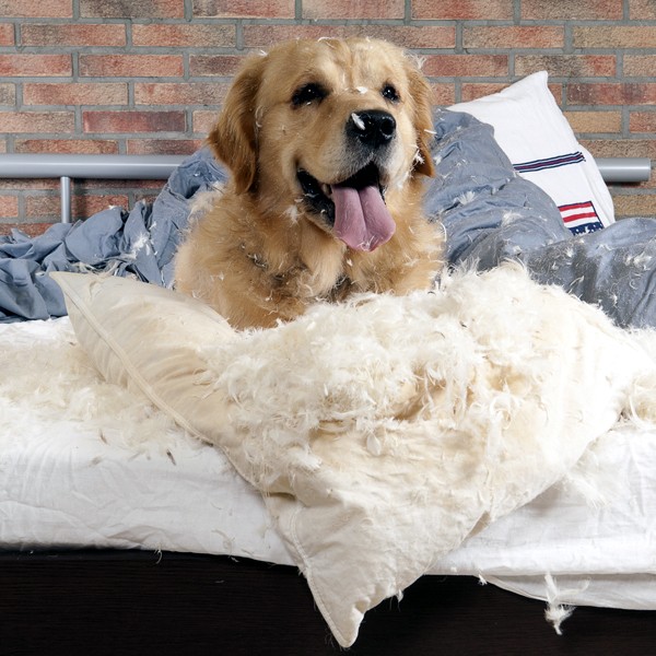 A dog in a bed with the pillows ripped apart. 