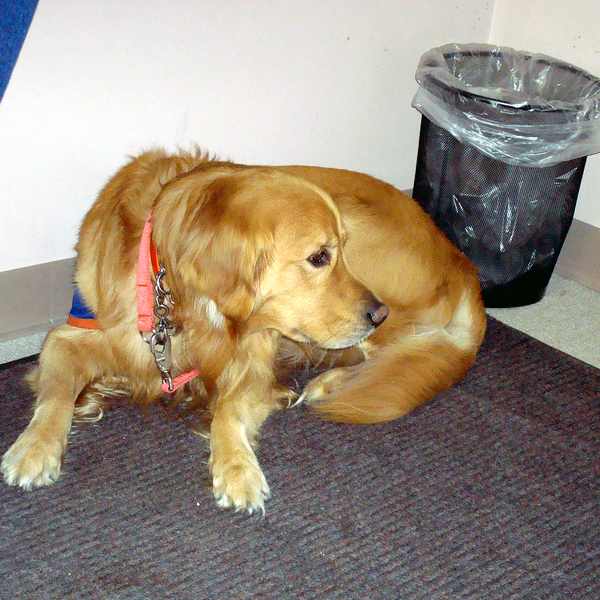 Why Do Dogs Eat Tampons? Reasons & What to Do Dogster