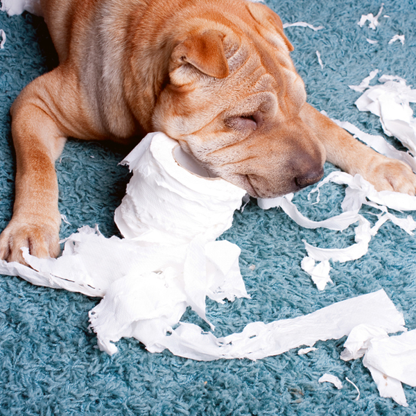 Why Do Dogs Eat Tampons? Reasons & What to Do Dogster