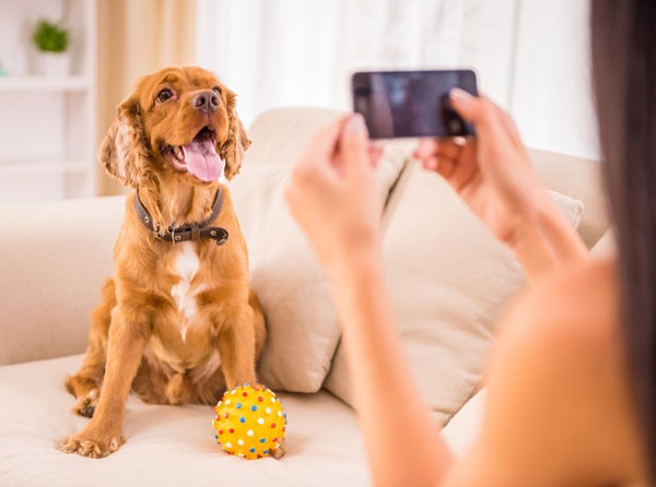 Woman snaps dog's photo by Shutterstock