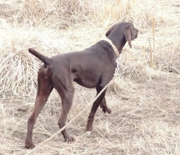 A young German Short Hair Pointer -- a client's dog in training with trainers at the Positive Gun Dog Training facility in Denver -- learning a beautiful freezing on point 15 yards from the bird. (Photo courtesy Thomas Aaron)
