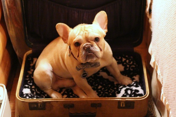 27 suitcase dog bed
