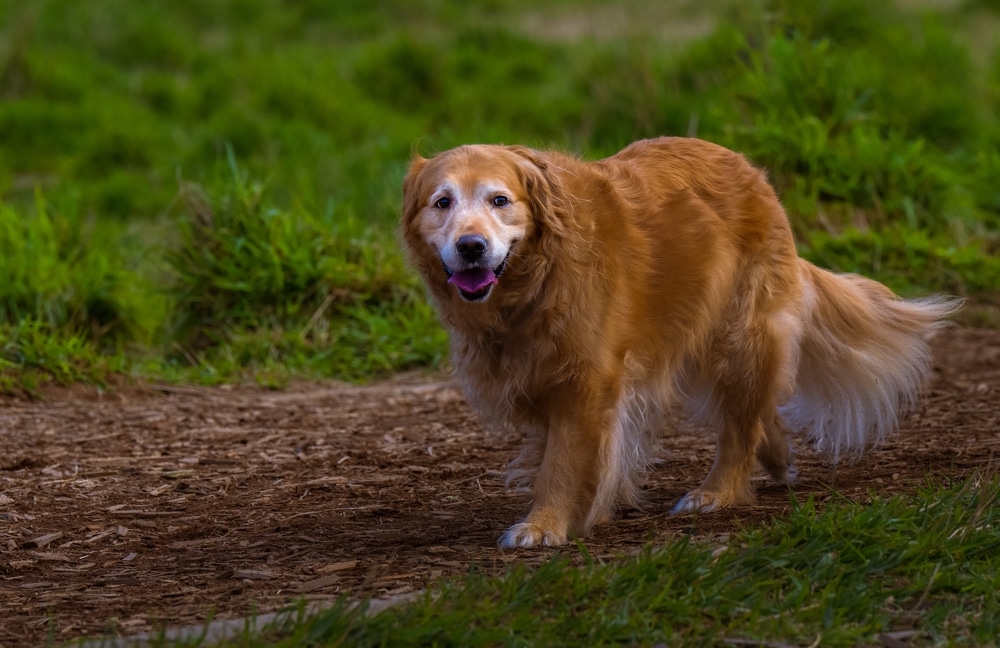 A senior Golden Retriever dog