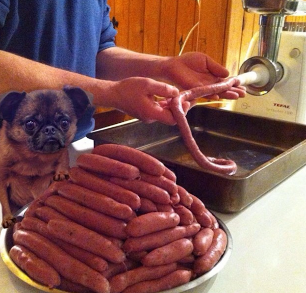 BiggieGriffonRaw