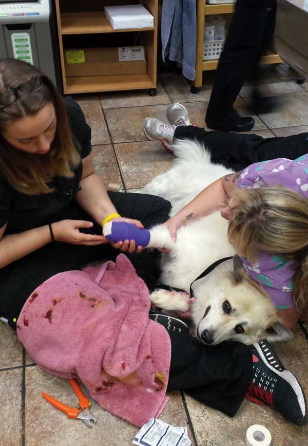 This dog's paw is bleeding because he lost a nail. (Photo by Arden Moore)