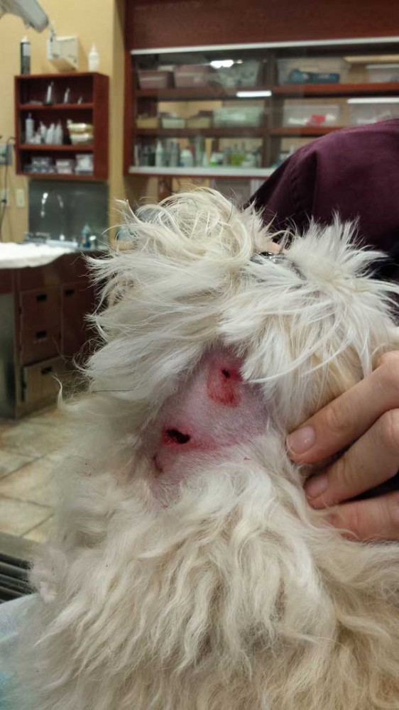 Dr. LoSasso shows the puncture wounds from a dog bite. (Photo by Arden Moore)