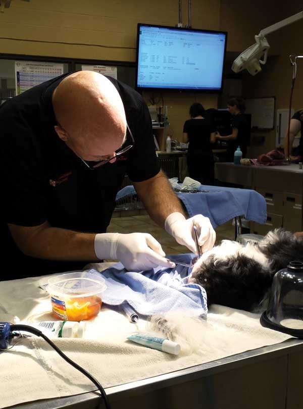 Vet Mike LoSasso performs surgery on a dog. (Photo by Arden Moore)