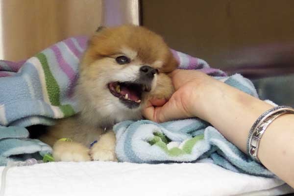 Kirby the senior Pomeranian had kidney failure. (Photo by Arden Moore)