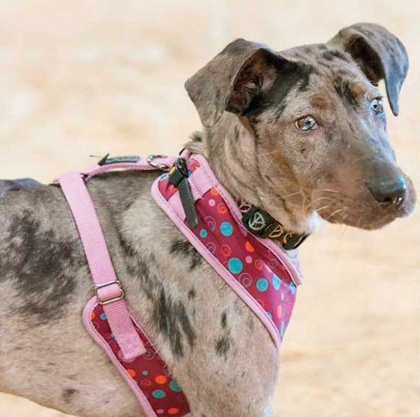 Emma is a permanent resident at the Devoted Barn. (Photo by Mike Walzak)