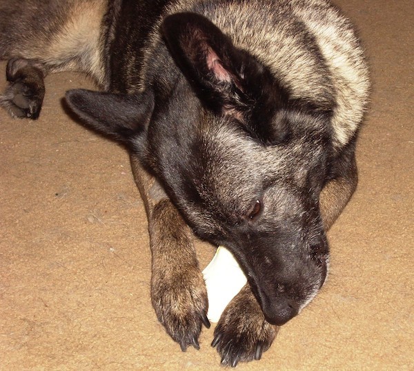 Lily seemed fine, other than the limp. (Photo by Kat Merrill)