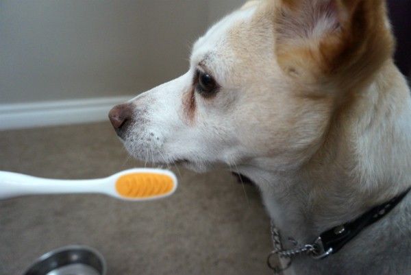 Marshmallow gives her doggy toothbrush some serious side-eye. 