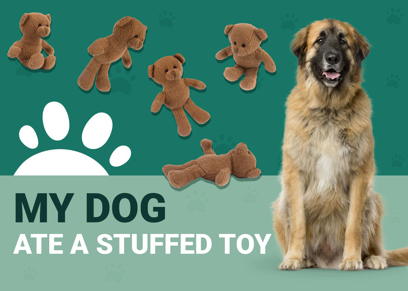 My Dog Ate a Stuffed Toy, What Should I Do? Our Vet Explains Dogster