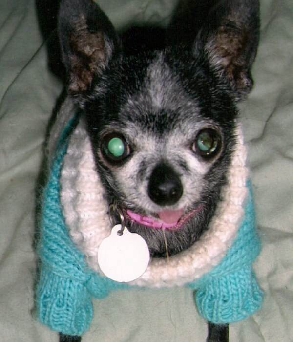 Scarlet, a 16-year-old Chihuahua, loves being toasty warm. (Photo by Amber Avines) 