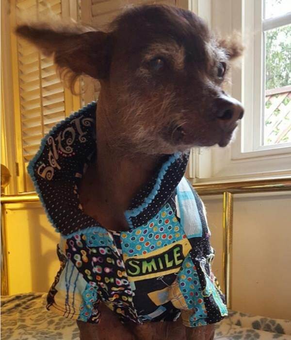 Hymie might not have hair, but his wardrobe is to die for. (Photo by Carole Sax)
