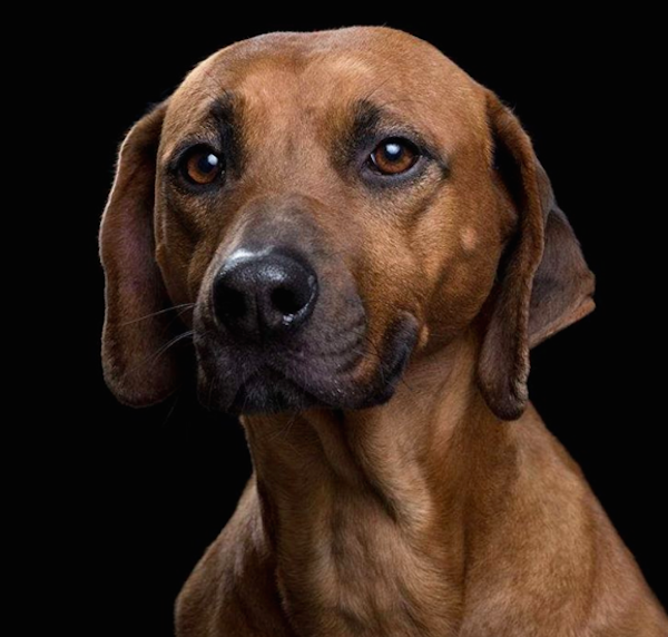 RobertBahouDog1