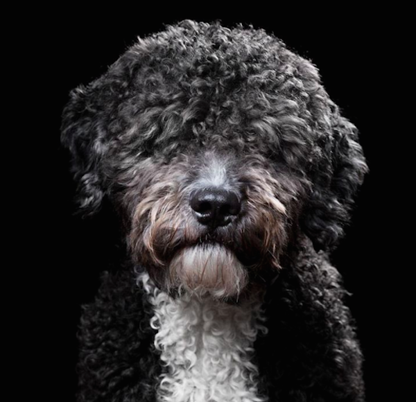RobertBahouDog2