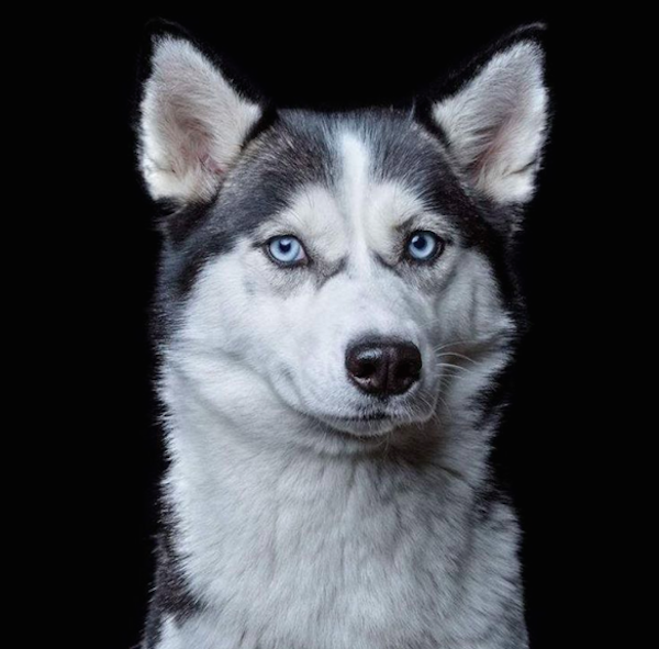 RobertBahouDog3