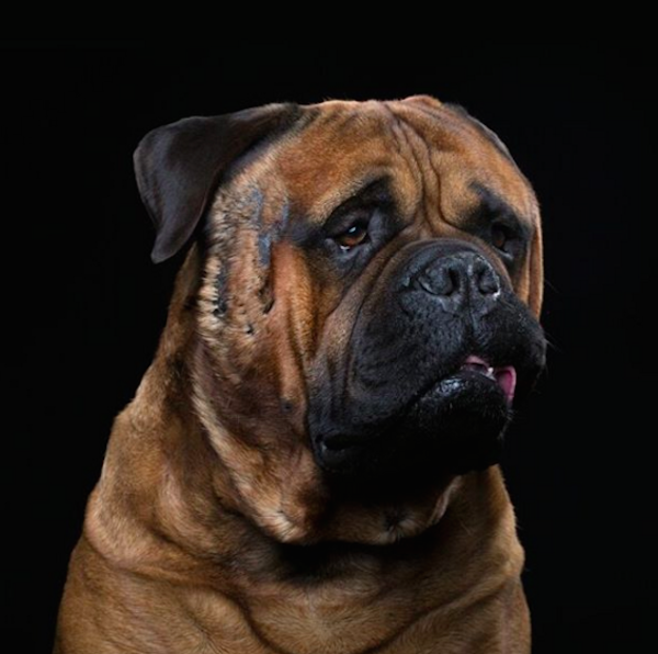 RobertBahouDog4