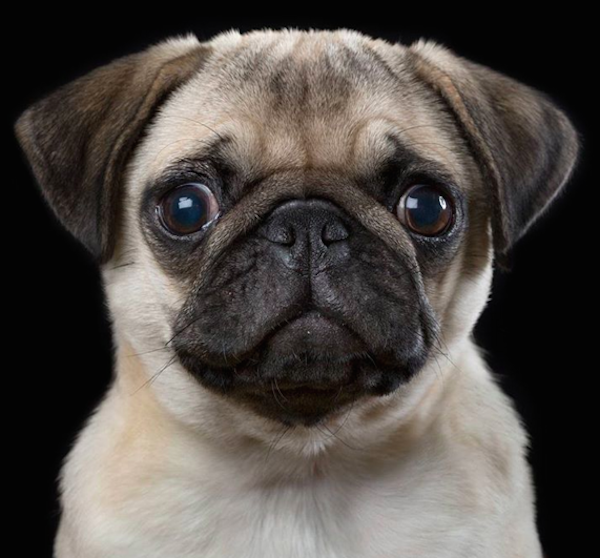 RobertBahouDog5
