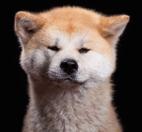 RobertBahouDog6