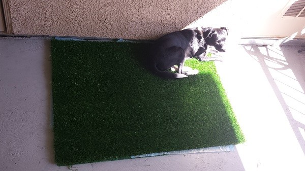 Rocky finds his favorite sunny spot. Ah, the stinky smell of success!