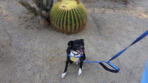 Every day in San Diego is a walk in the park for Rocky. But watch out for the cactus!