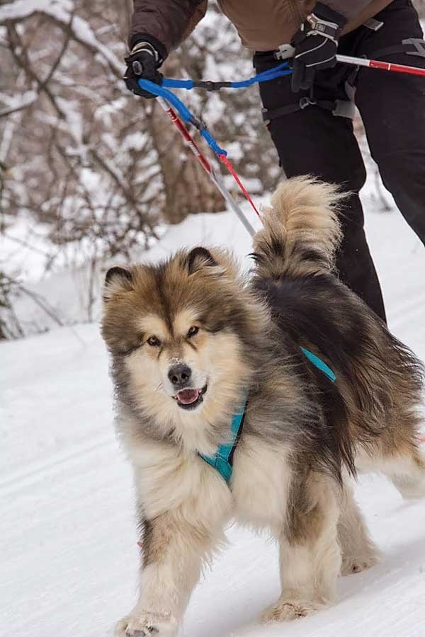 To get started, find a local skijoring or dogsledding club. both you and your dogs will benefit from having others around showing you what to do.