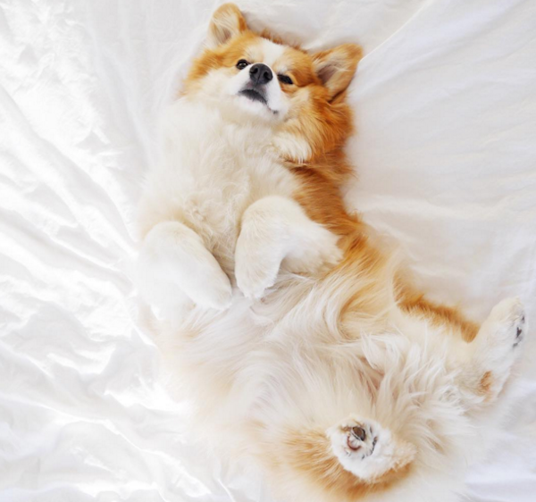TibbyCorgi1