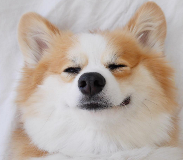 TibbyCorgi2