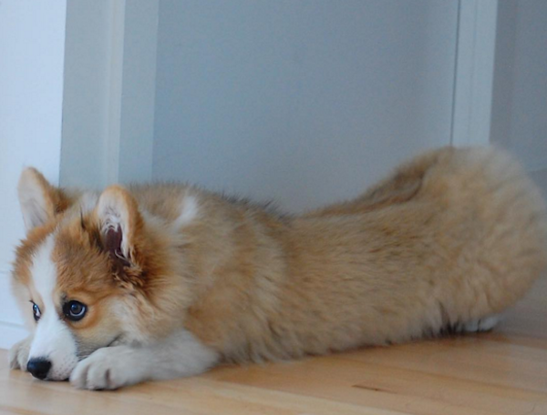 TibbyCorgi3