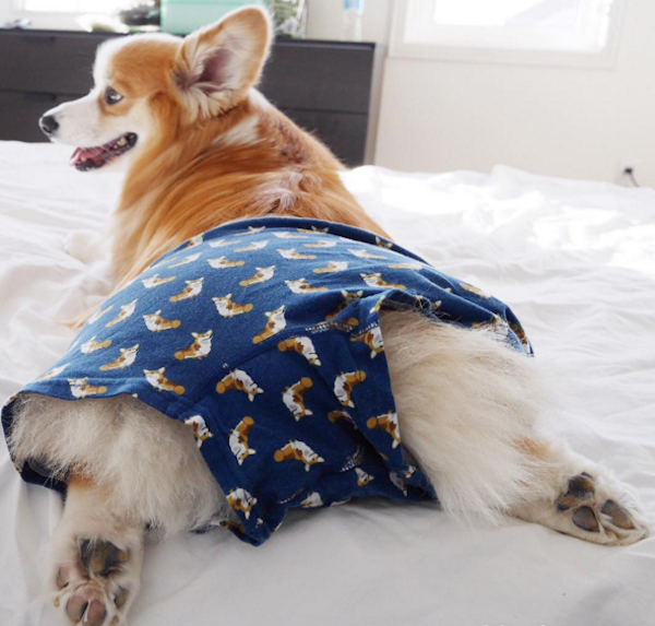 TibbyCorgi4