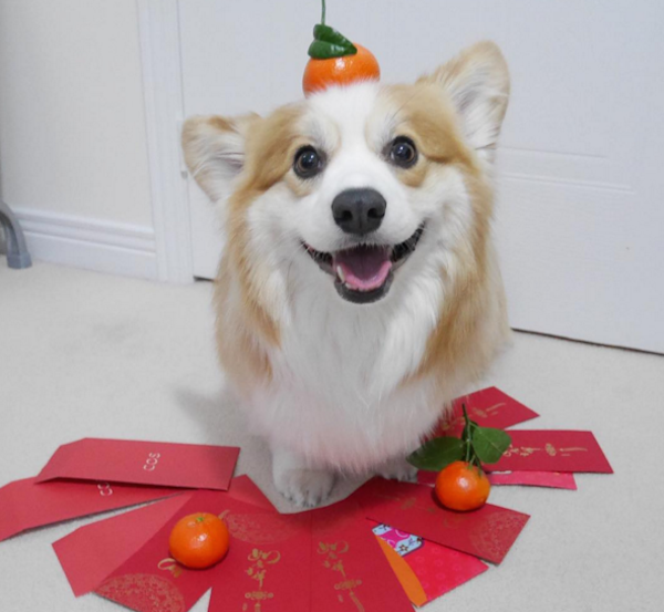 TibbyCorgiChineseNewYear