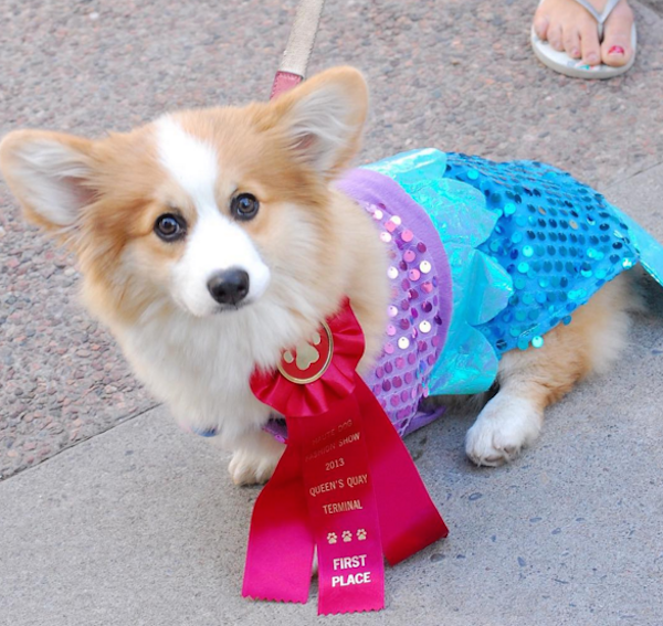 TibbyCorgiFirstPlace